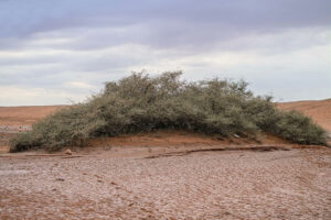 সৌদির ওয়াদি আল-হিলালিতে প্রাচীন সিদরা গাছ: একটি বিরল প্রাকৃতিক ঐতিহ্য