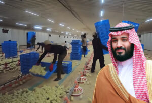 সৌদিতে কৃষি ও পশুপালন কর্মীদের জন্য ৩০ দিনের বার্ষিক ও সাপ্তাহিক ছুটি